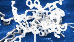 Syphilis - সিফিলিস - ফিরঙ্গ